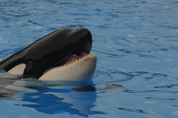 Orca
