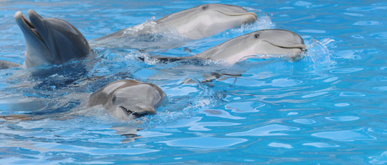 Delfine © Stefan Richter