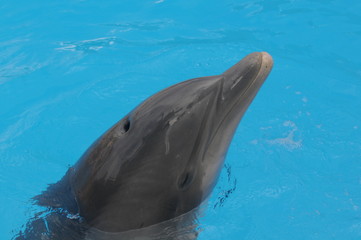 Obraz premium Delfin