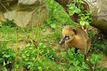 Coatis