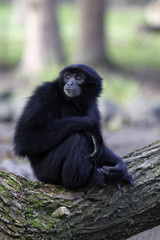 Fototapeta premium Siamang