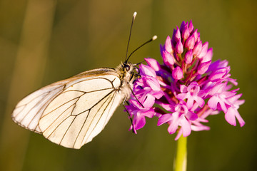 butterfly with flower, Département Aveyron, France