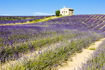 chapel with lavender field, Valensole, Provence, France - 19235251