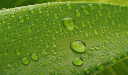 green leaf and water drop