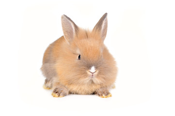 brown  fluffy rabbit