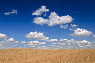 Obraz premium Fields of corn and cloudy blue sky (ideal for wallpaper)
