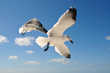 Seagulls