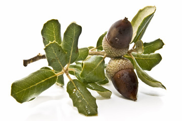 Bellotas frescas de encina