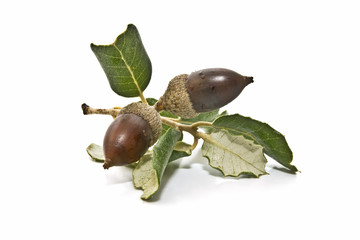 Primer plano de dos bellotas