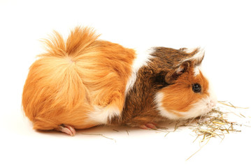 Guinea Pig eating on white background