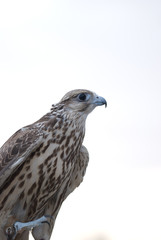 Wild Falcon