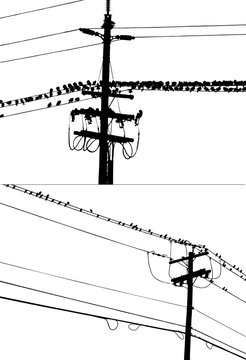 Vector wire on birds