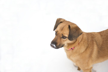 Cute dog standing with snow on her nose.