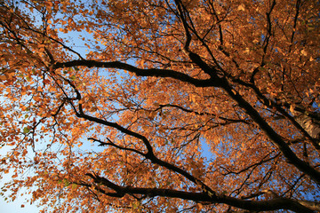 Forest in denmark