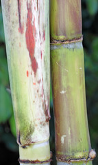 roseaux canne sucrière