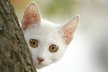 White kitten