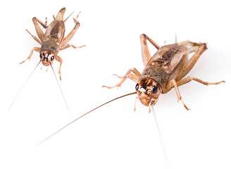 Cricket beetle (gryllus assimilis) isolated on white