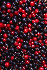 Ripe fresh black currant and red currant.
