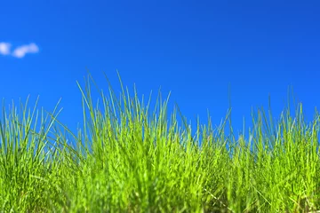 Foto op Plexiglas Grass and blue sky background. © 2happy