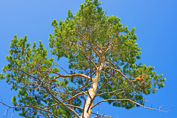 tree and blue sky scene