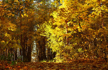 autumn forest scene, yellow leaves shining