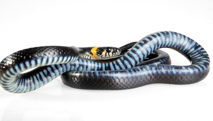 Snake isolated on white background.