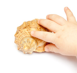 hand baby takes shell
