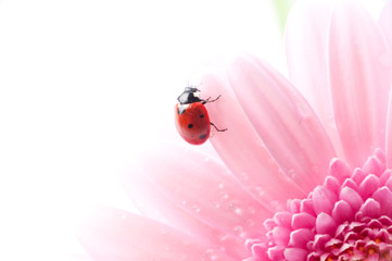 gerbera flower and ladybug
