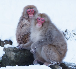 Naklejka premium スノーモンキー