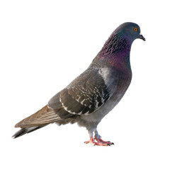 Pigeon. Isolated on white background.