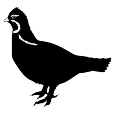 silhouette of grouse