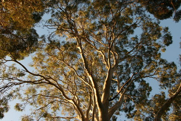 Eucalyptus