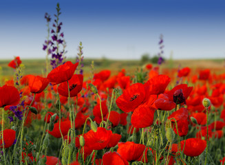 Naklejka premium Poppy field