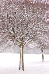 Fototapeta premium Winter tree