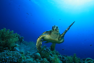 Swimming Turtle