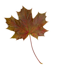 leaf autumn fall seasonal nature