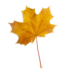 leaf autumn fall seasonal nature