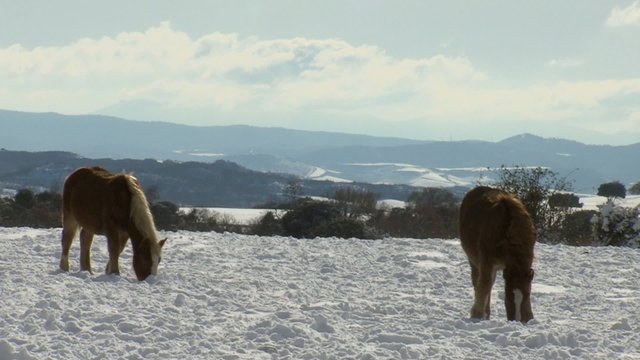caballos en la nieve5