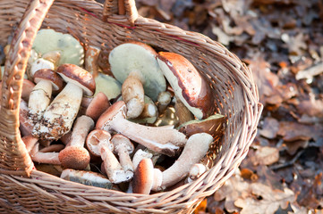 Herbst im Wald. Stimmung. Warm. Pilze