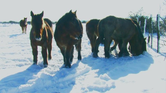 caballos en la nieve6