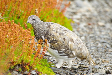 Ptarmigan - Schneehuhn