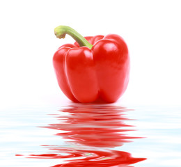 excellent red pepper with a green pod on a white background.