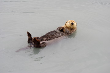 Sea Otter - Seeotter