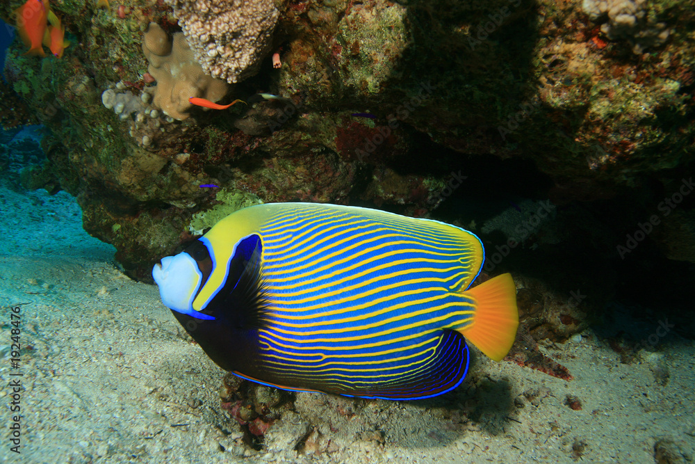 Sticker Emperor Angelfish (Pomacanthus imperator)