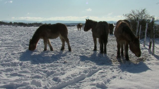 caballos en la nieve7