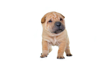Obraz premium brown puppy
