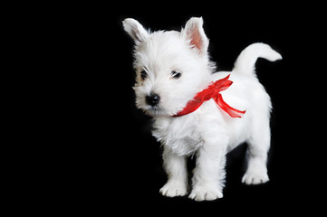 white puppy with  red ribbon
