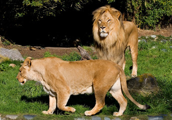 African Lions