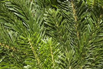 Fresh green fir branches background