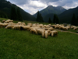 owce na Chochołowskiej © GKor